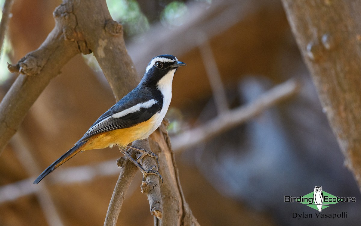 White-throated Robin-Chat - Dylan Vasapolli - Birding Ecotours