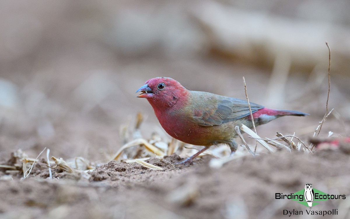 Red-billed Firefinch - Dylan Vasapolli - Birding Ecotours