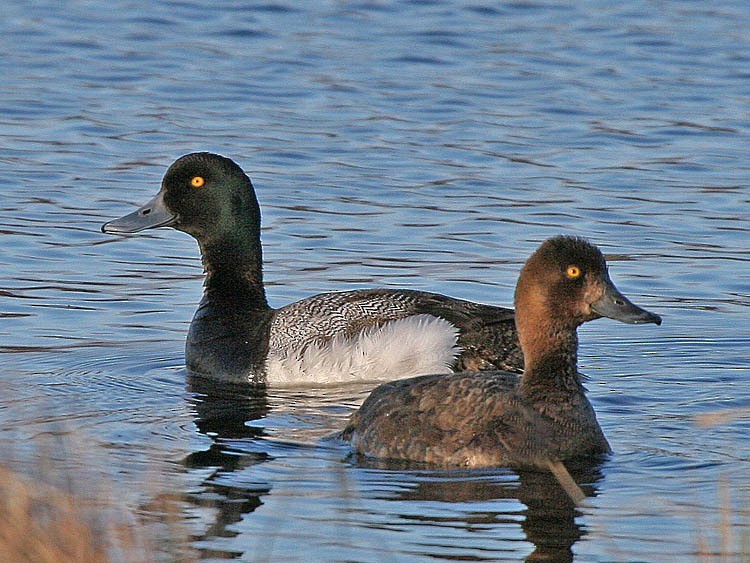 Greater Scaup - ML182885721