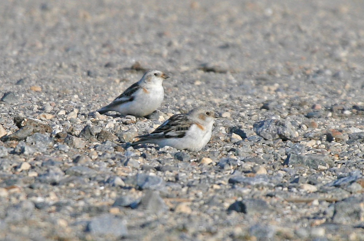 Snow Bunting - Kathryn Young
