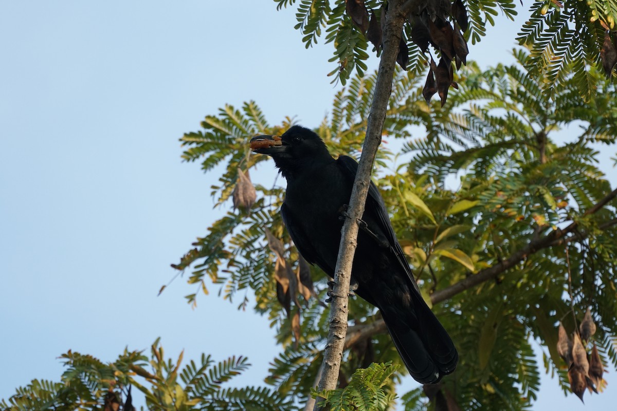 Large-billed Crow - ML182888101