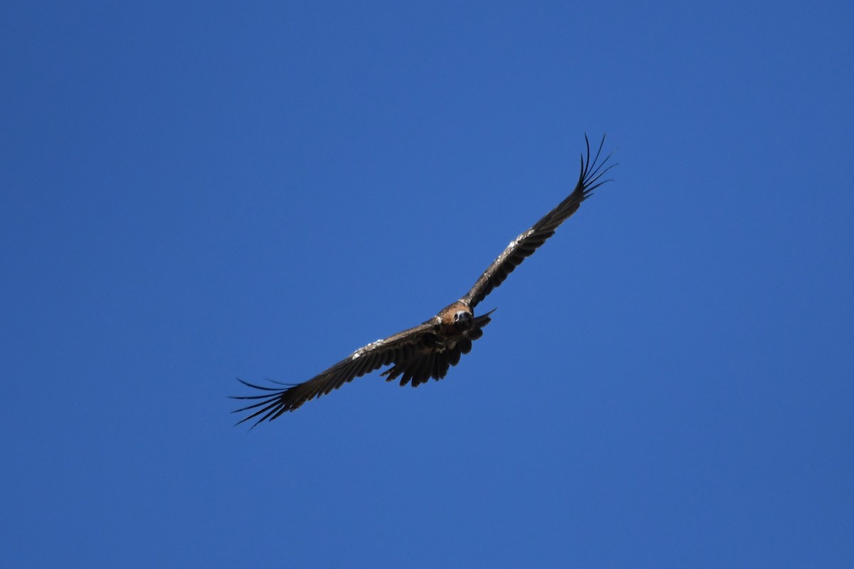 Wedge-tailed Eagle - Wayne Schulz