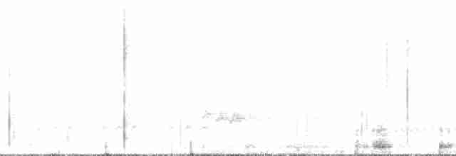 aratinga sokorrský - ML182897