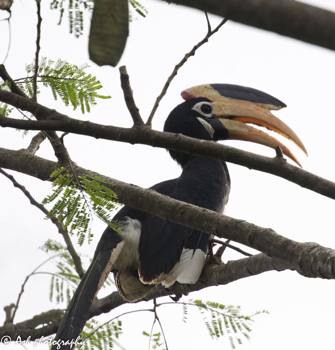 Malabar Pied-Hornbill - Ashwini Bhatt