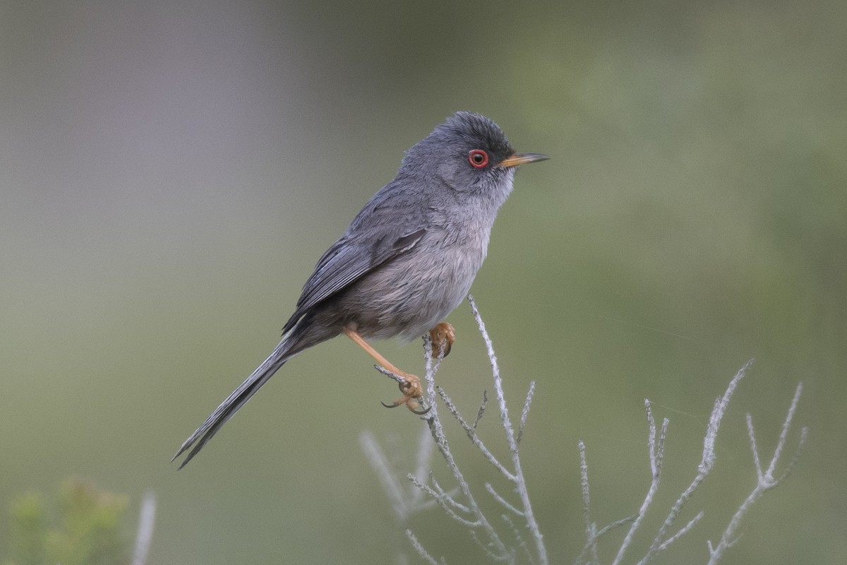 Balearic Warbler - Miguel Rouco