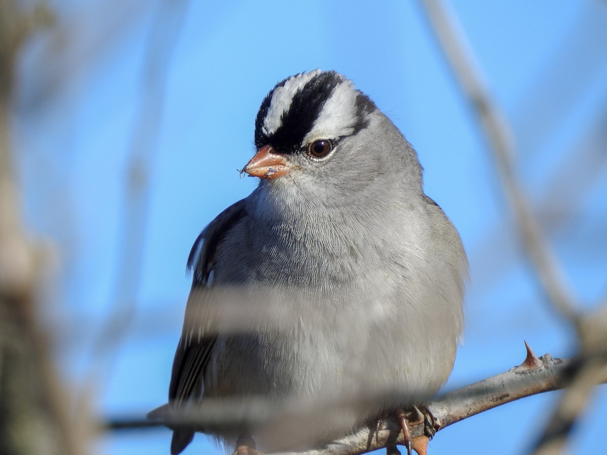 White-crowned Sparrow (leucophrys) - Reanna Thomas