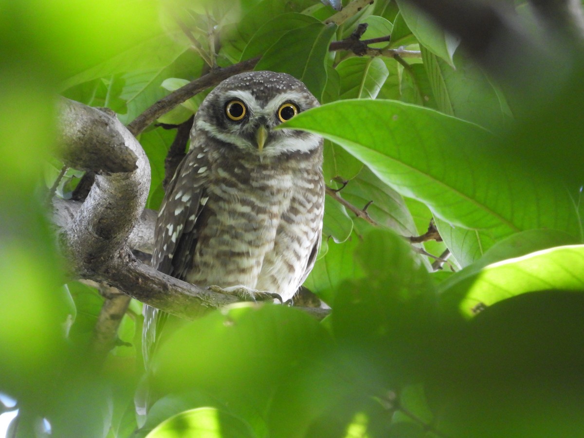 Spotted Owlet - Chaiti Banerjee