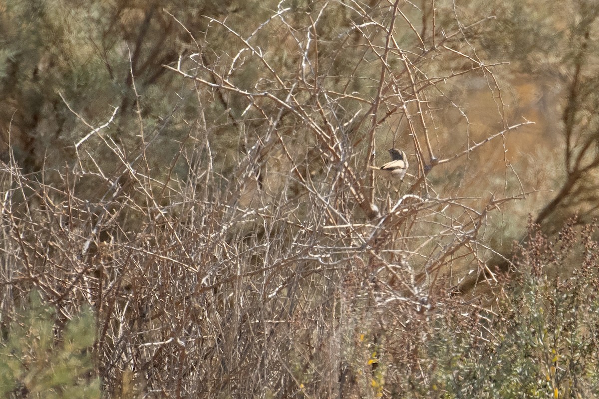 Asian Desert Warbler - Shahrzad Fattahi
