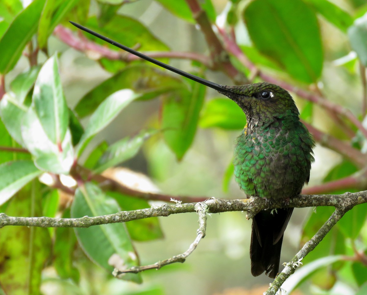 Sword-billed Hummingbird - ML182914541