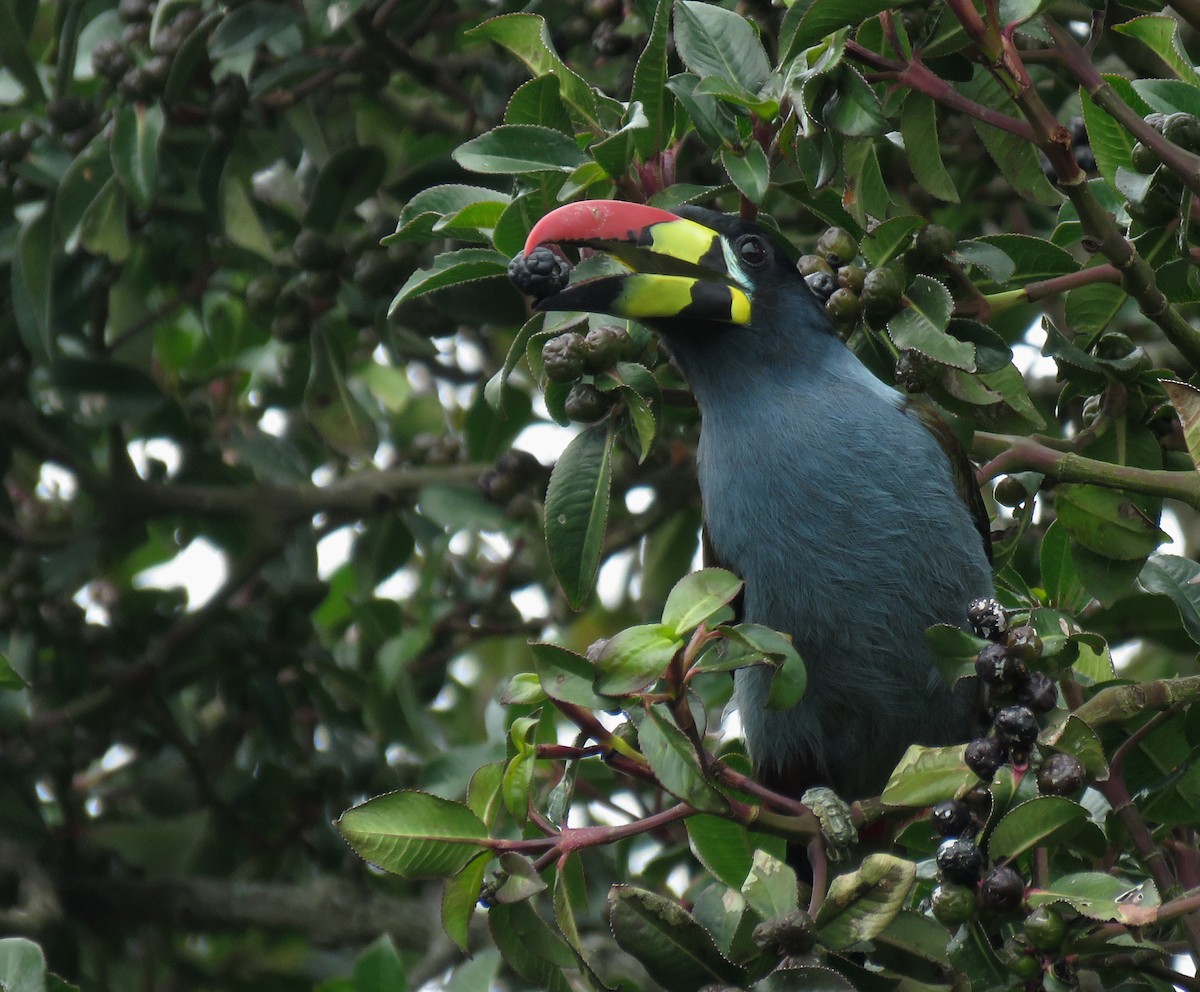 Gray-breasted Mountain-Toucan - Iván Lau
