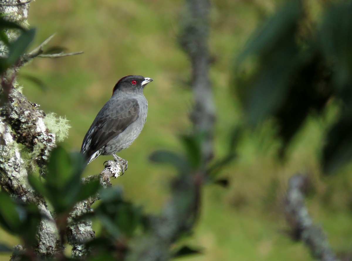 Red-crested Cotinga - Iván Lau
