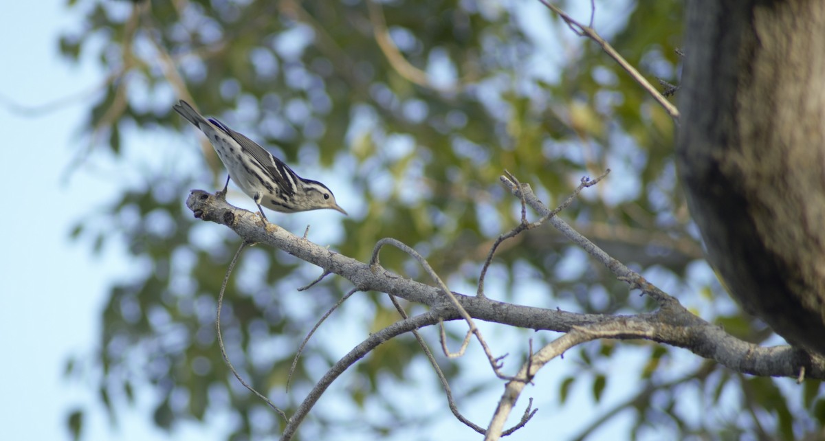 Black-and-white Warbler - ML182916601