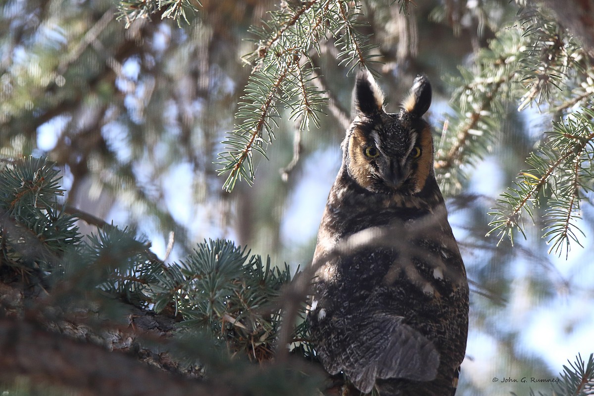 Long-eared Owl - John Rumney