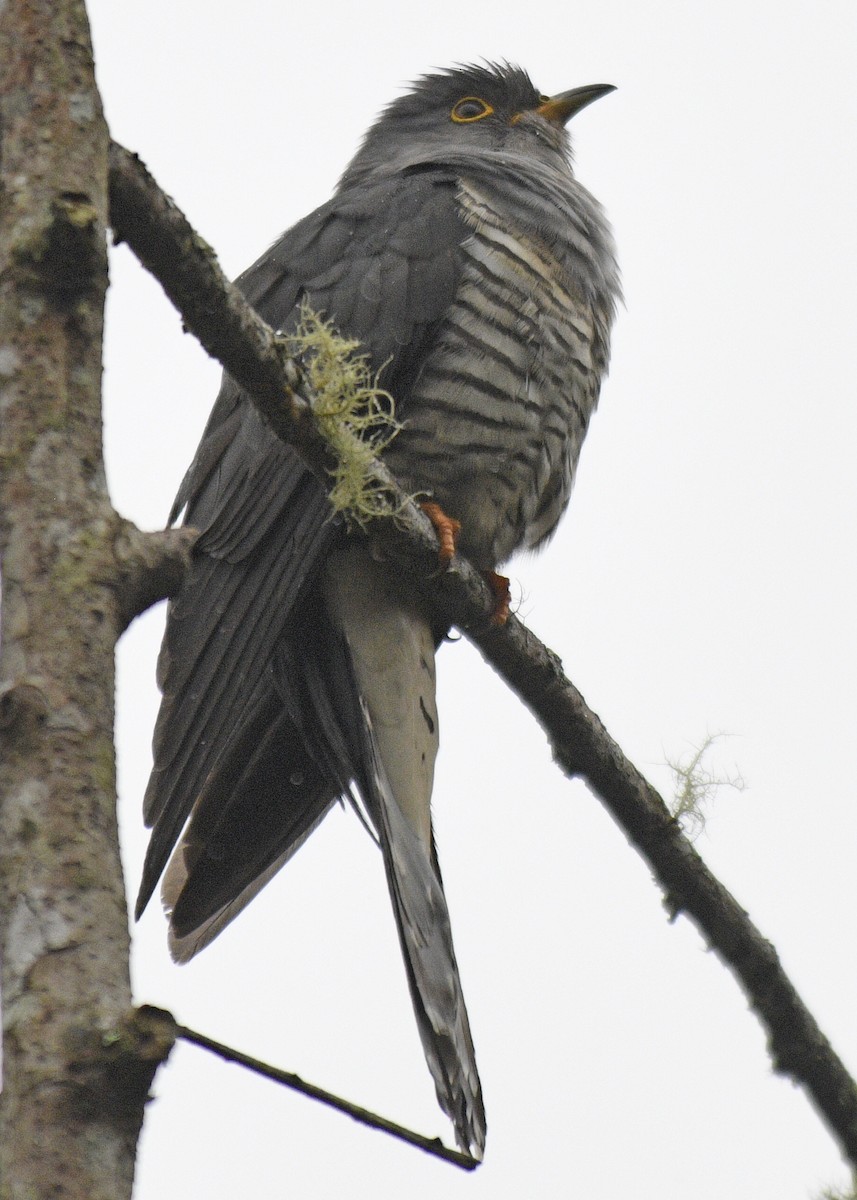 Madagascar Cuckoo - ML182917741