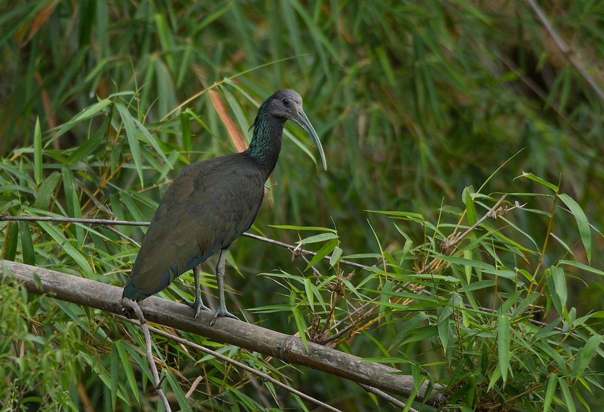 ibis zelený - ML182921851