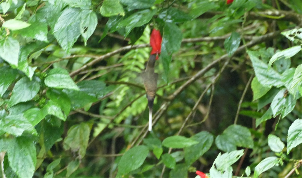 Long-billed Hermit (Central American) - ML182923821