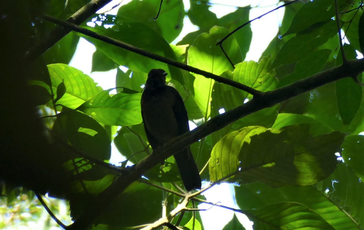 Pale-breasted Thrush - ML182923901