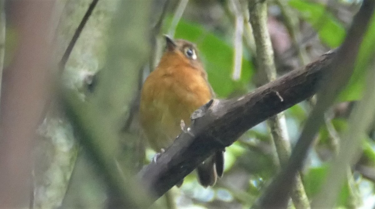 Rusty-breasted Antpitta (Rusty-breasted) - ML182924031