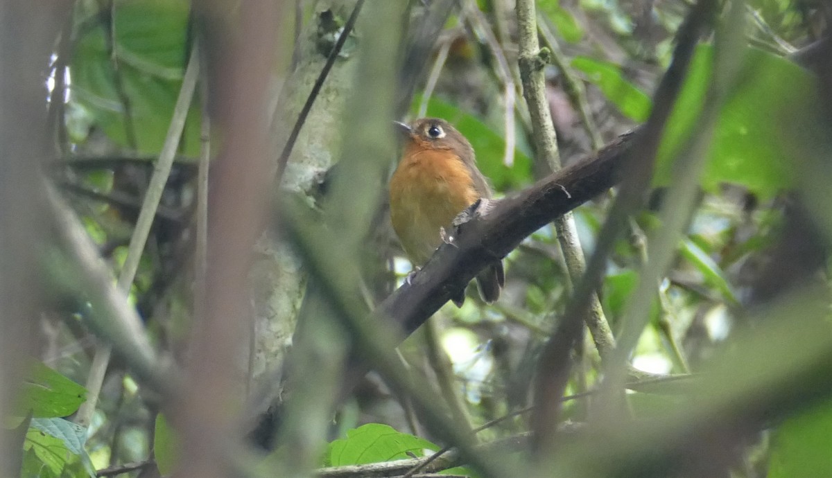 Rusty-breasted Antpitta (Rusty-breasted) - ML182924041