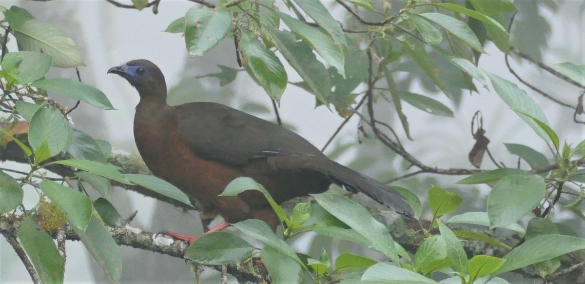 Sickle-winged Guan - ML182924121