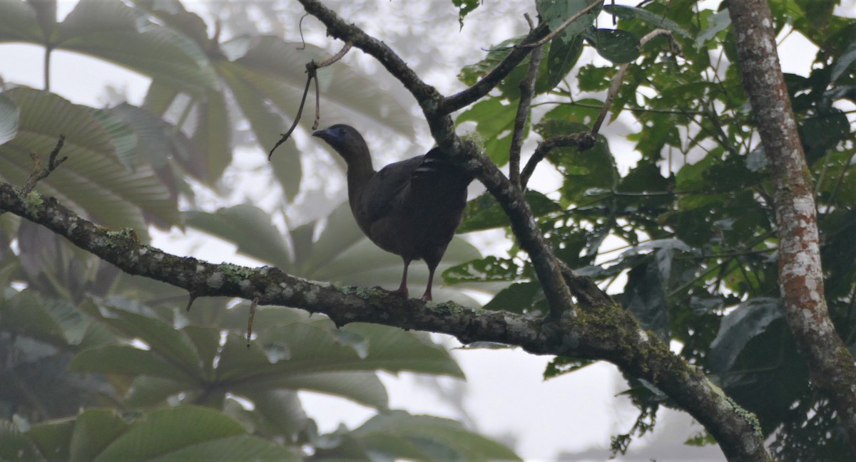Sickle-winged Guan - ML182924131