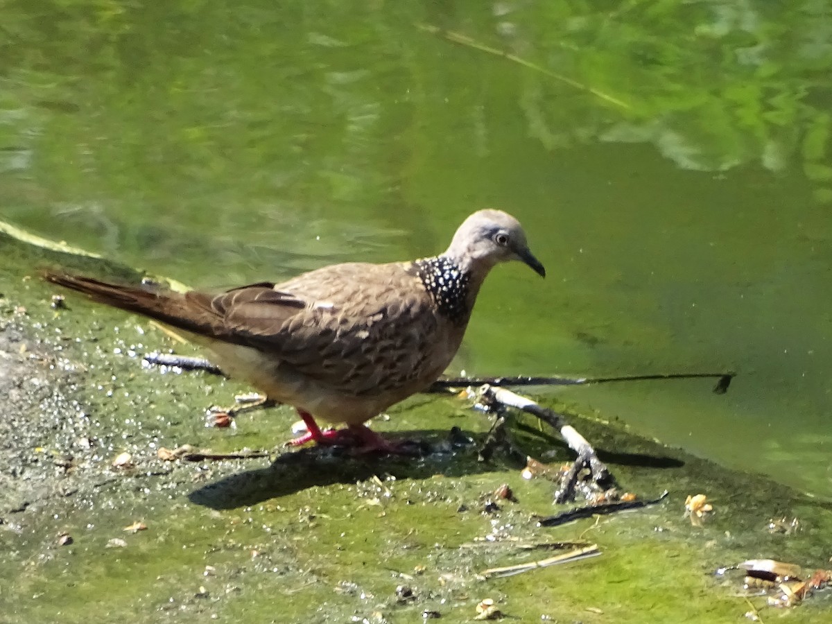 Spotted Dove - Theresa Andrews