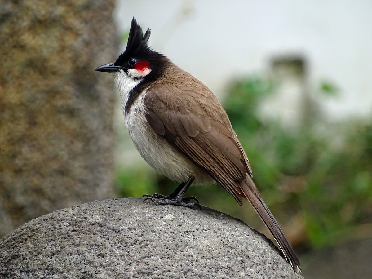 Red-whiskered Bulbul - Theresa Andrews