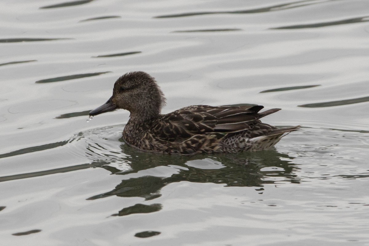 Green-winged Teal - ML182931381