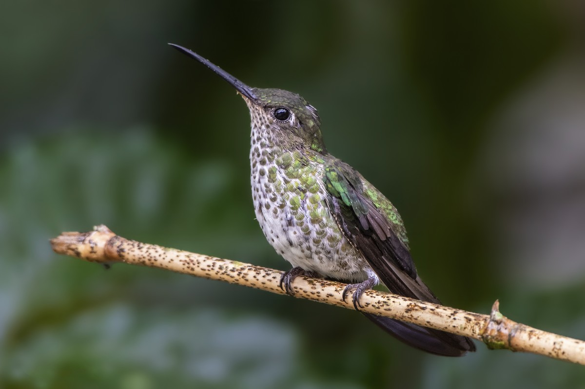 Many-spotted Hummingbird - Jeff Maw