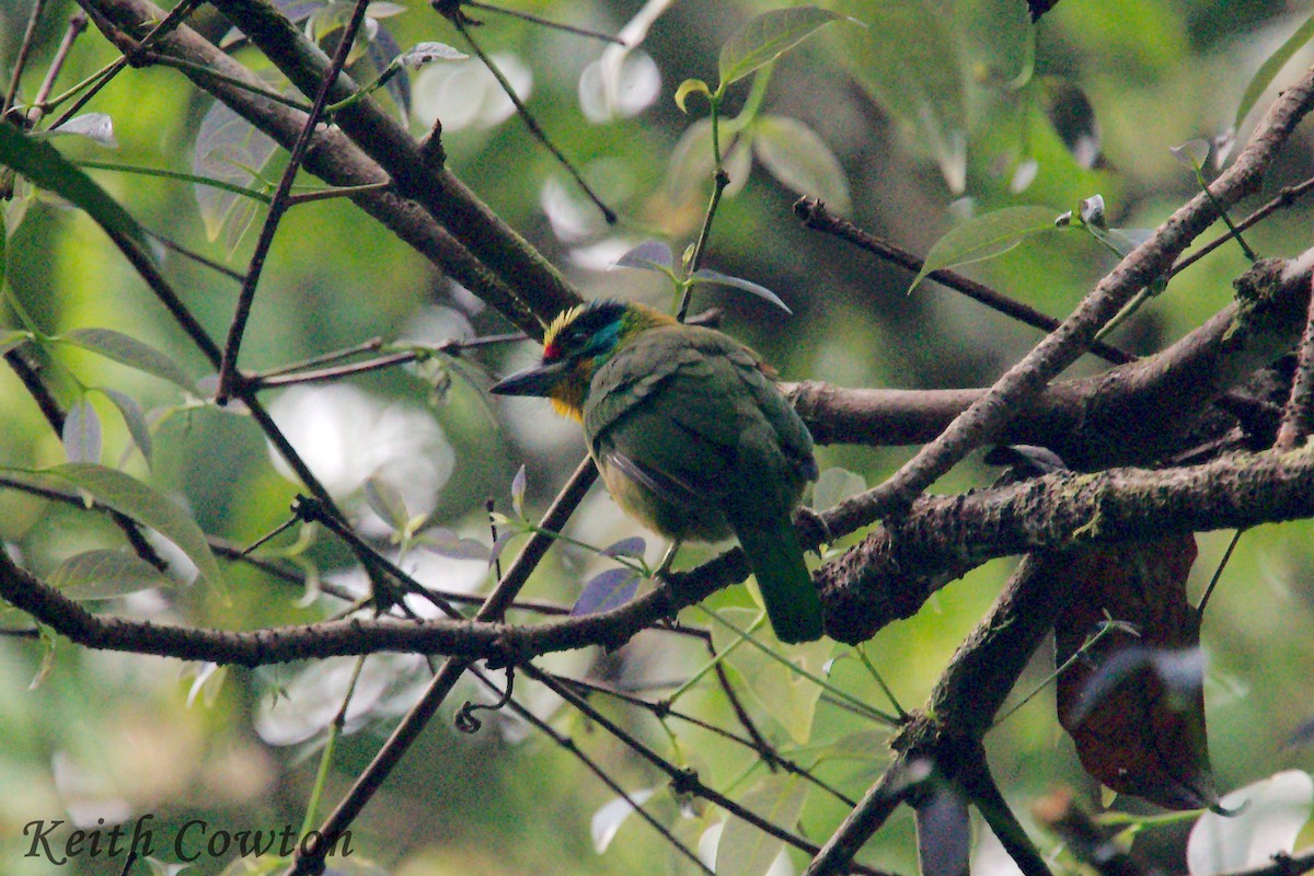 Fire-tufted Barbet - ML182933811