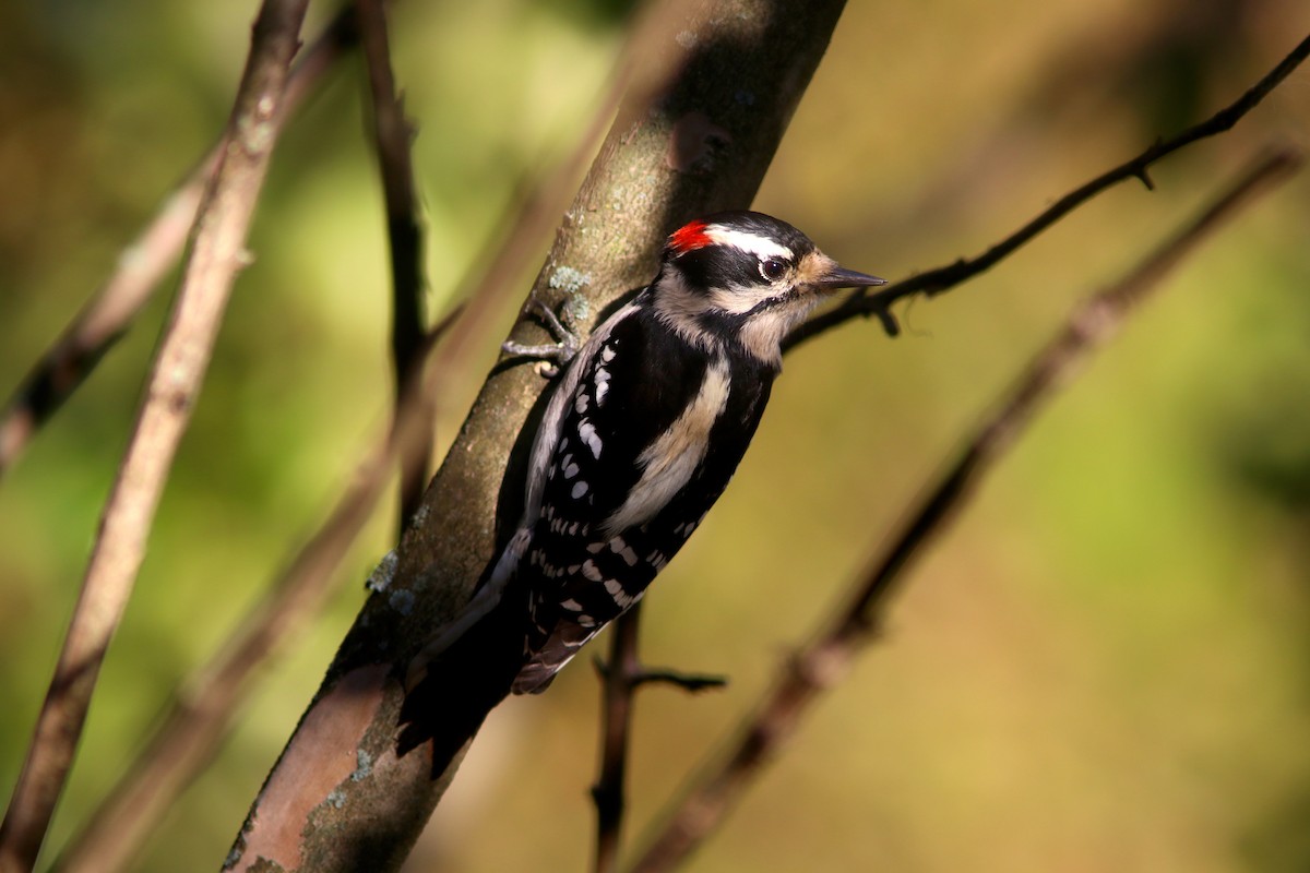 Downy Woodpecker (Eastern) - ML182934871