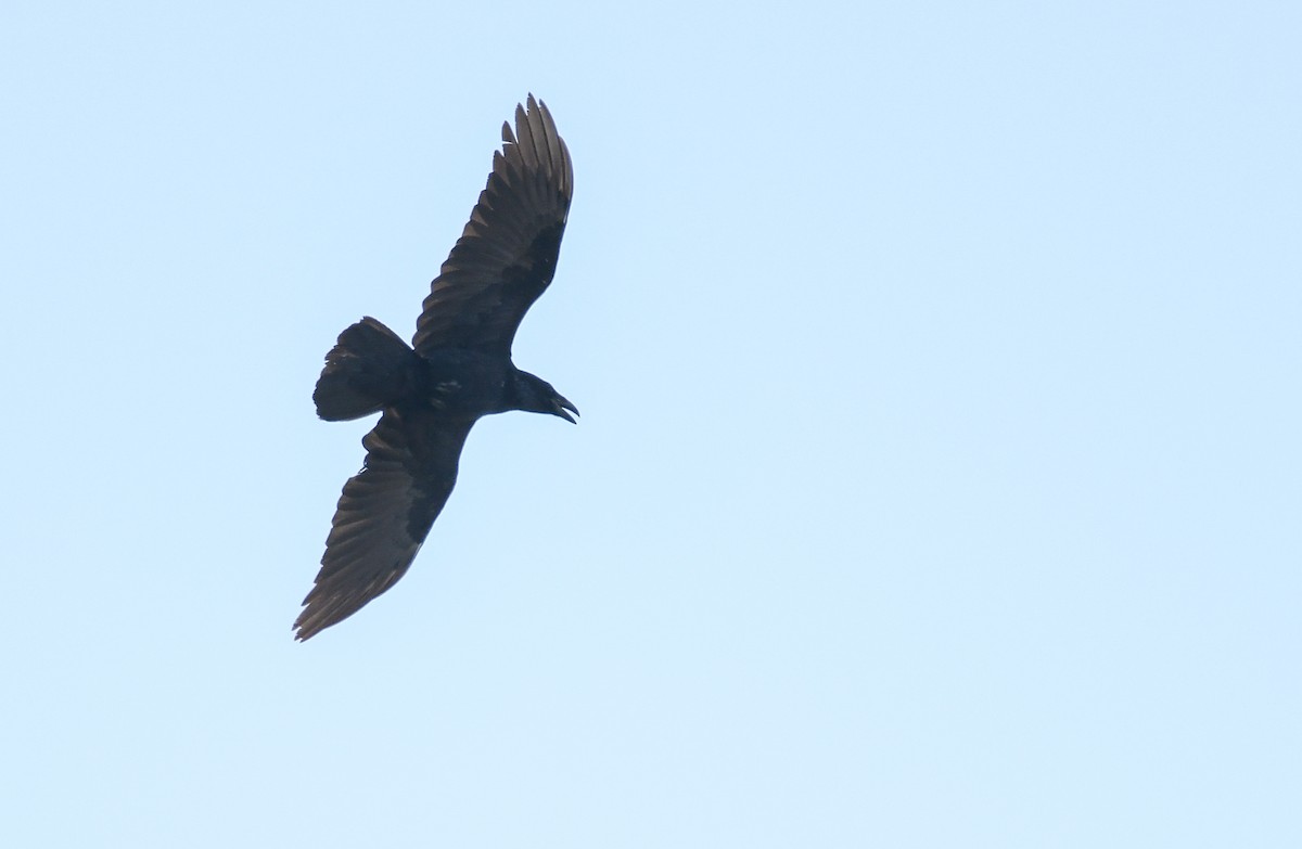Common Raven - ML182937841
