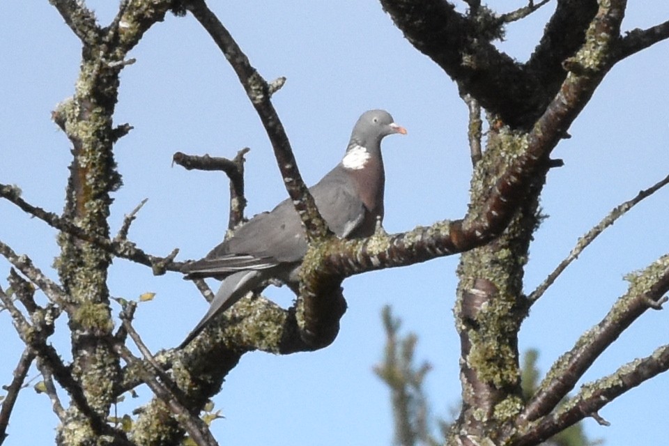 Common Wood-Pigeon - ML182937961