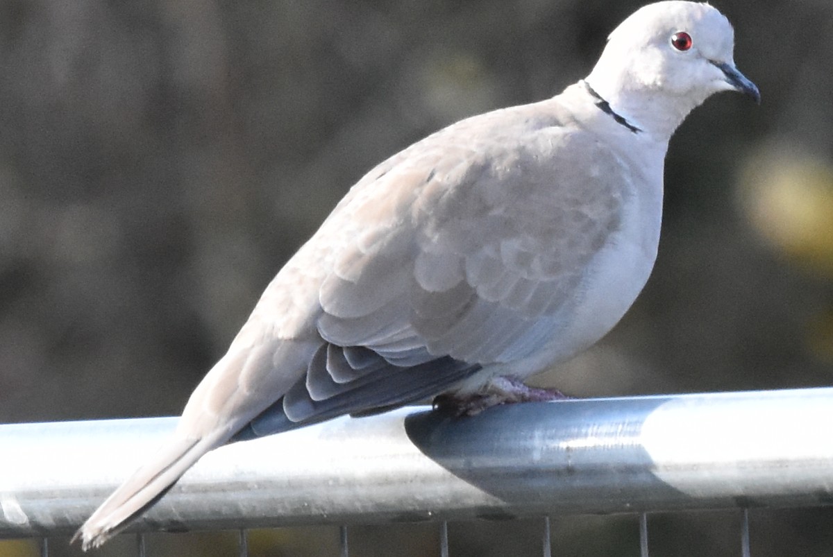 Eurasian Collared-Dove - ML182938001
