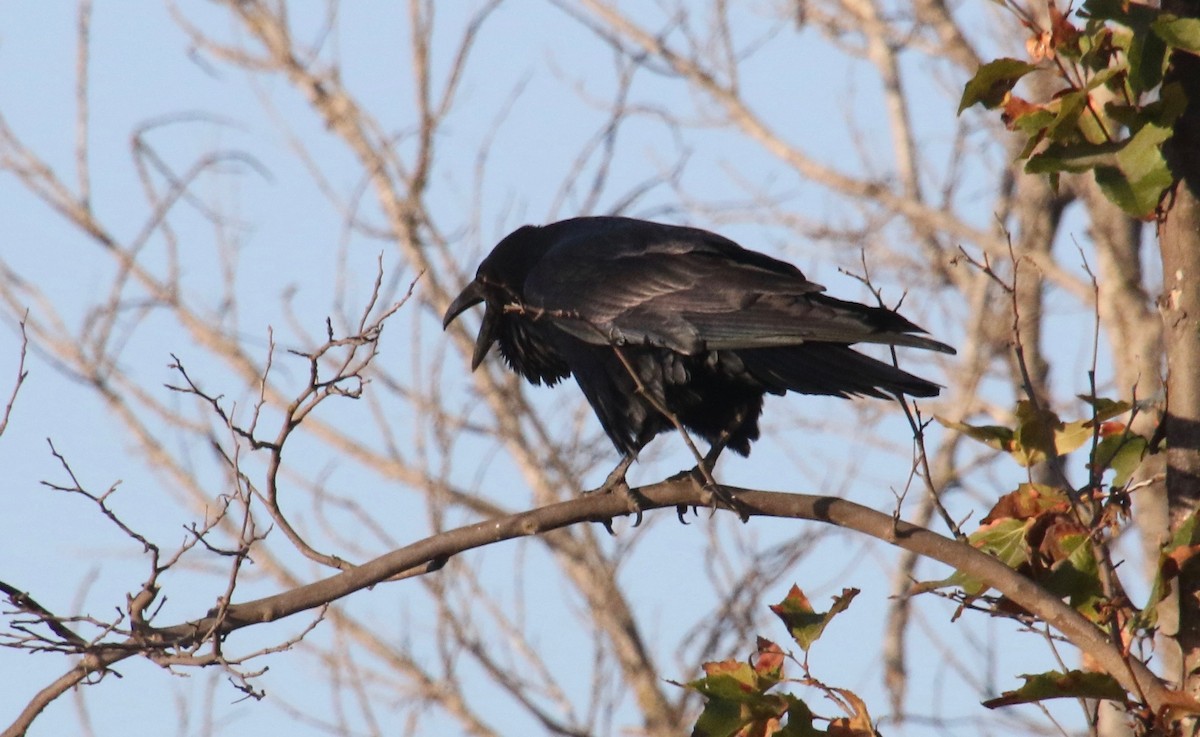 Common Raven - Millie and Peter Thomas