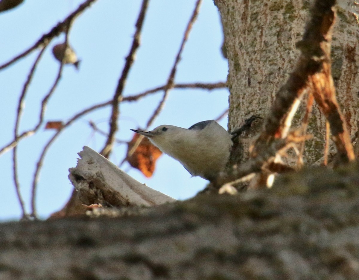 White-breasted Nuthatch - Millie and Peter Thomas