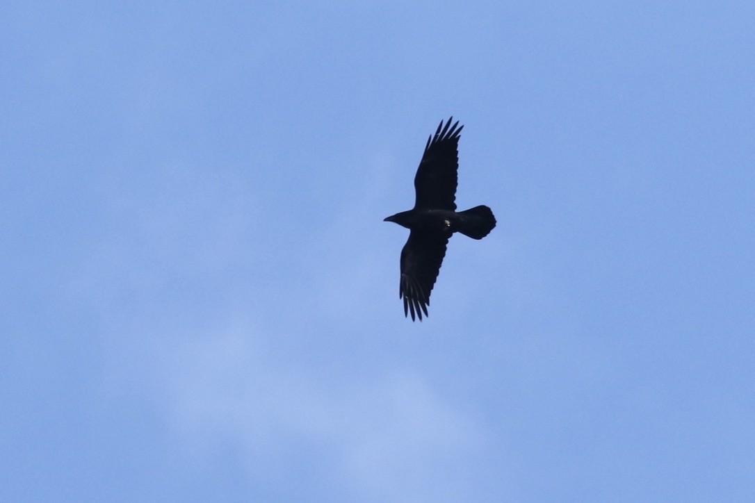 Common Raven - ML182939981