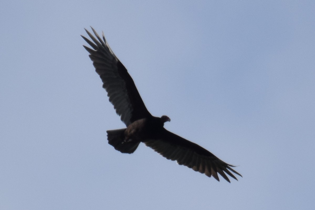 Turkey Vulture - ML182941271