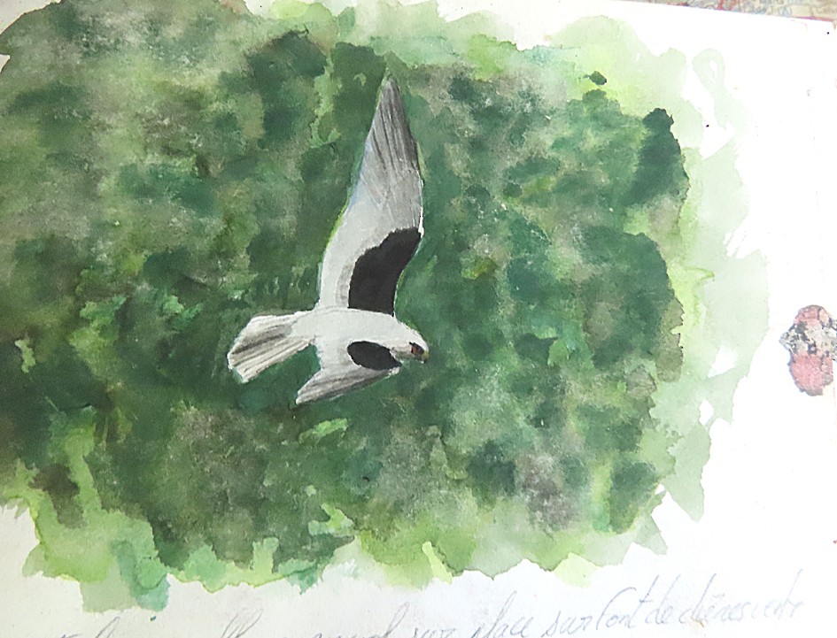 Black-winged Kite - sylvain Uriot