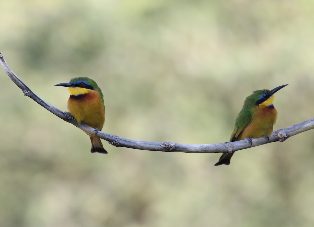 Little Bee-eater - Fikret Ataşalan