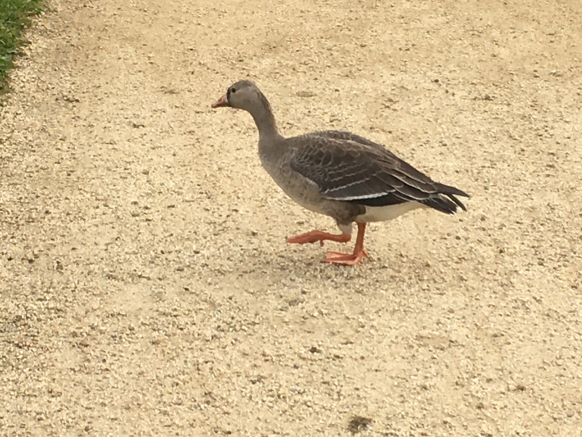 Greater White-fronted Goose - ML182949951
