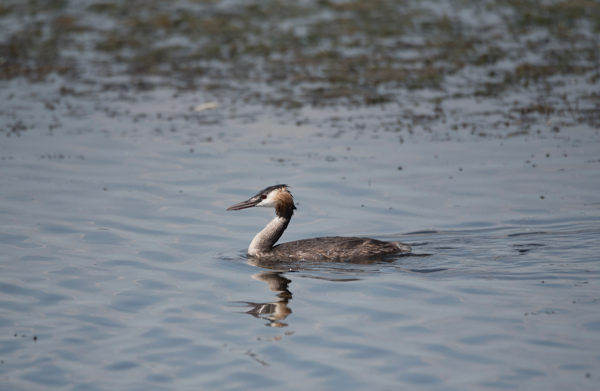 Great Crested Grebe - Alistair Routledge