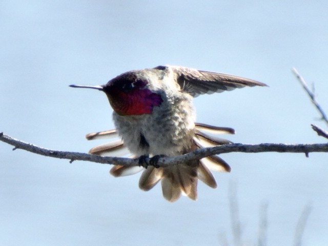 Anna's Hummingbird - ML182951961