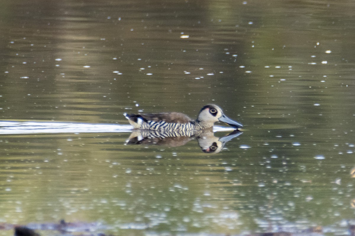 Pink-eared Duck - Andreas Heikaus