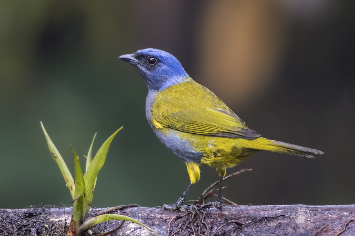 Blue-capped Tanager - ML182956971