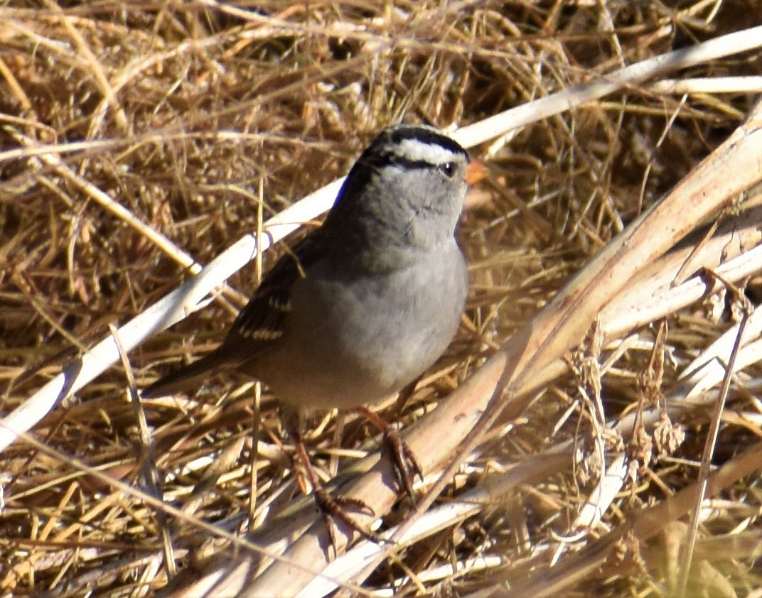 White-crowned Sparrow - Douglas Long