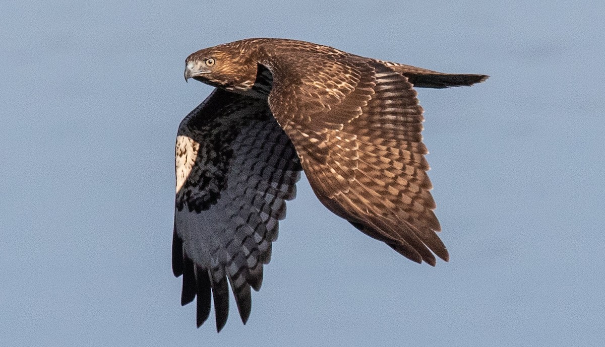 Red-tailed Hawk - ML182960321
