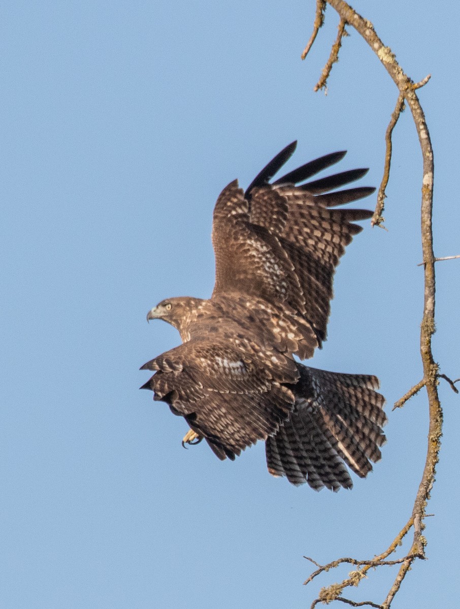 Red-tailed Hawk - ML182960491