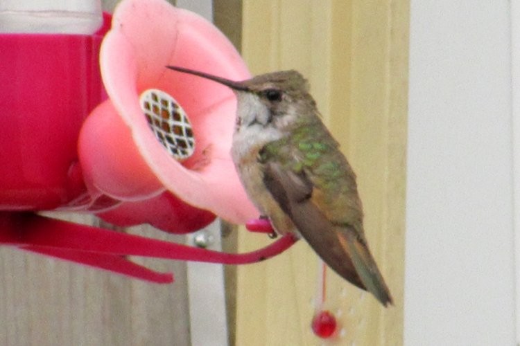 Rufous Hummingbird - Larry Neily