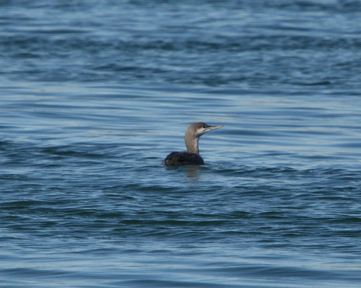 Red-throated Loon - ML182963771